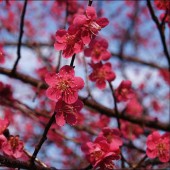 Những loài cây và hoa ý nghĩa trong dịp năm mới của người Nhật